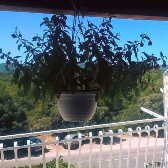Apartments Lucija Solaris Šibenik Kültér fotó